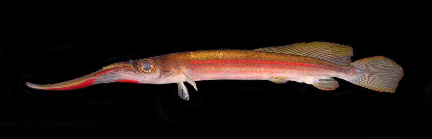 Freshwater halfbeak fish - Hemirhamphodon phaiosoma male from Southeast Asia (photo By Heok Hui Tan)