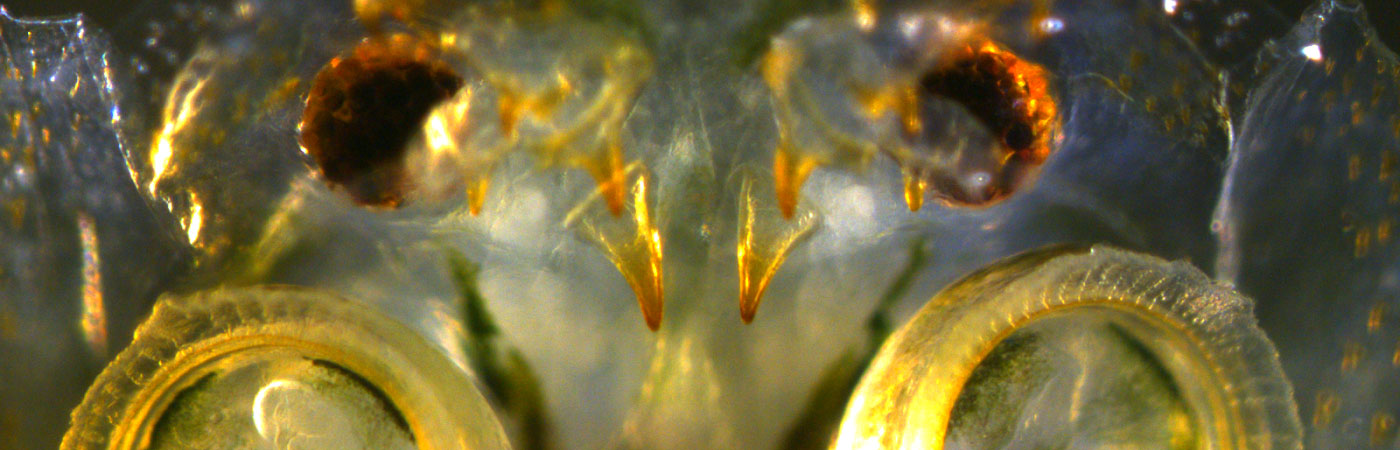Compound eyes, hooks and suckers of <i>Argulus</i> fish louse - this aquaculture pest is used to study chronobiology of host-parasite interactions.