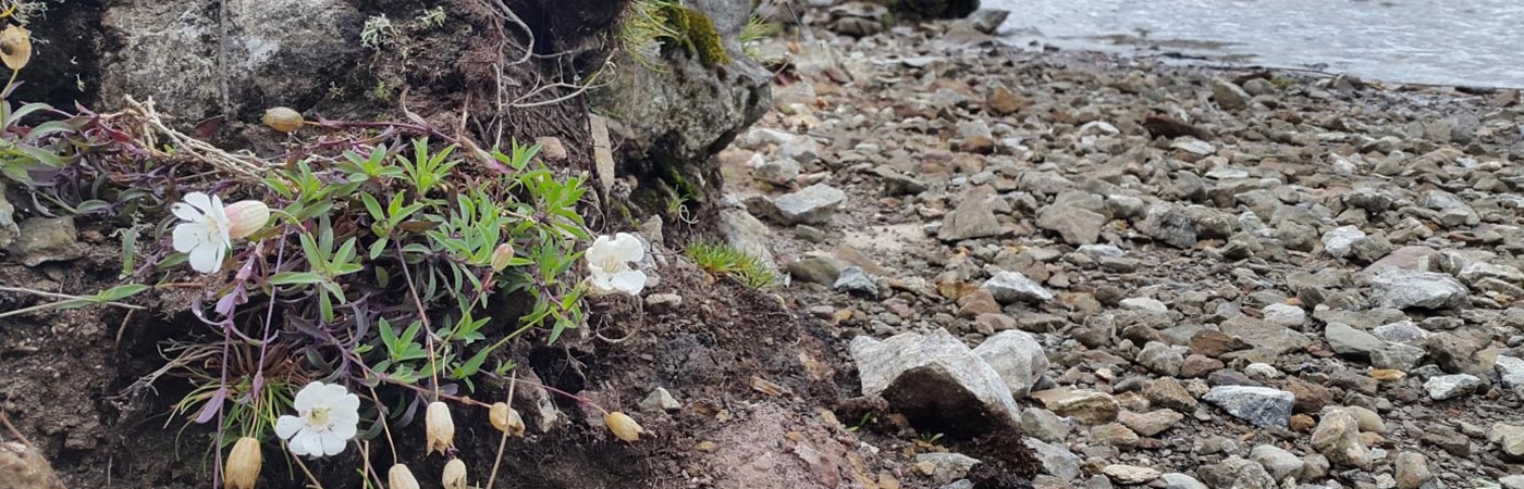 Silene uniflora growing at a copper mine – the subject for research into the rapid evolution of metal tolerance