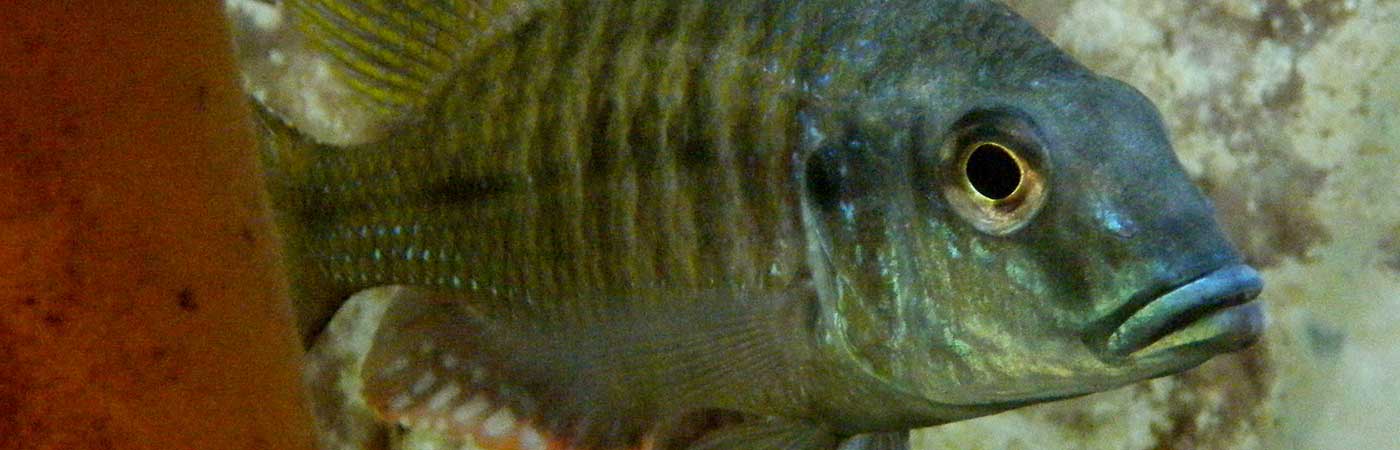 Lethrinops cichlid – Lake Malawi cichlids are used extensively to study ecologically selected divergence during speciation